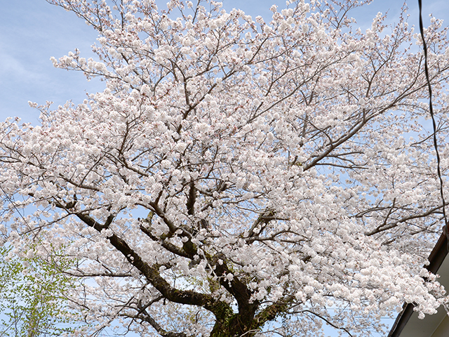 Kongoji Zen Temple Cherry Blossom Tree