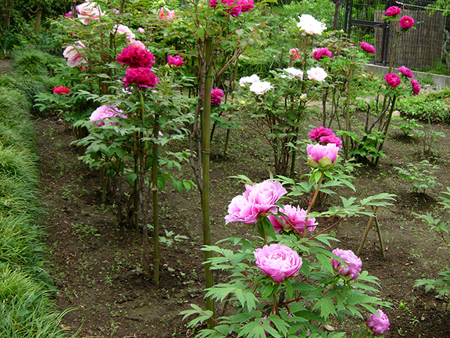 Kongoji Zen Temple Peony Garden