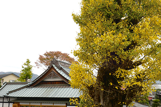 Kongoji Zen Temple Ginko Tree