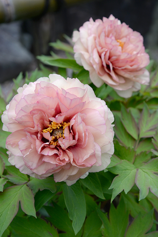 Kongoji Zen Temple Peony Garden